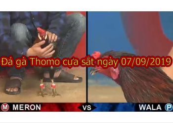 Đá gà Thomo thứ 7 ngày 7/9/2019 tại casino 67