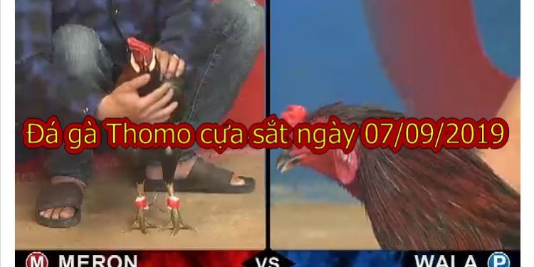 Đá gà Thomo thứ 7 ngày 7/9/2019 tại casino 67