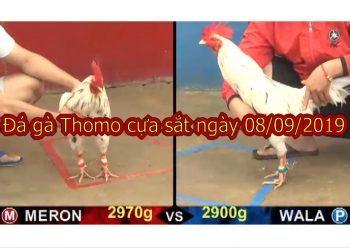 Đá gà Thomo hôm nay CN ngày 8/9/2019