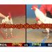 Đá gà Thomo hôm nay CN ngày 8/9/2019