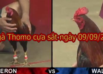 Đá gà Campuchia trực tiếp thứ 2 ngày 9/9/2019