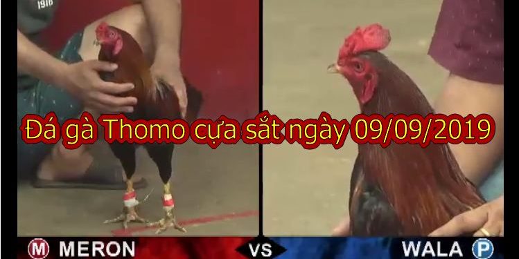 Đá gà Campuchia trực tiếp thứ 2 ngày 9/9/2019