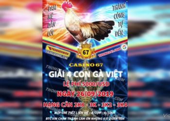 Xem Đá Gà TRỰC TIẾP “Giải 4 con gà Việt” ngày 26/9/2023