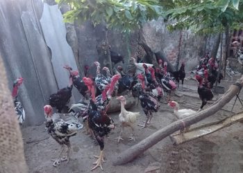 Mô hình nuôi gà chọi lấy thịt đạt năng suất cao