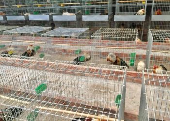 Hướng dẫn làm chuồng nuôi gà tre từ A – Z