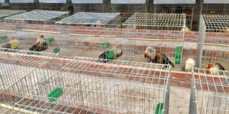 Hướng dẫn làm chuồng nuôi gà tre từ A – Z