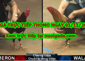 Trực tiếp đá gà Thomo thứ 6 ngày 01/11/2019