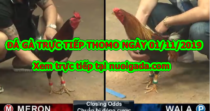Trực tiếp đá gà Thomo thứ 6 ngày 01/11/2019