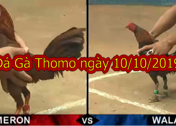 Xem đá gà trực tiếp Thomo Hôm Nay ngày 10/10/2019