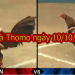 Xem đá gà trực tiếp Thomo Hôm Nay ngày 10/10/2019