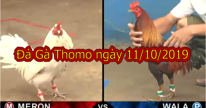 Xem Đá Gà Cựa Sắt Mới Nhất ngày 11/10/2019