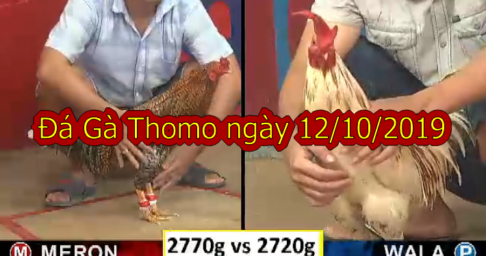 Trực tiếp Đá Gà Thomo thứ 7, ngày 12/10/2019