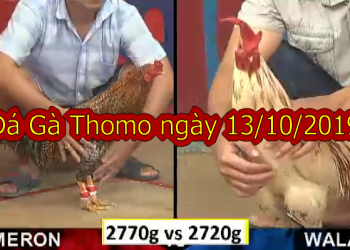 Đá gà cựa sắt Thomo Chủ Nhật, ngày 13/10/2019