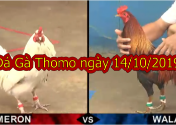 Xem Đá Gà Thomo (TRỰC TIẾP) thứ 2 ngày 14/10/2019