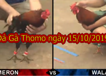 Đá Gà Trực Tiếp Thomo thứ 3 ngày 15/10/2019
