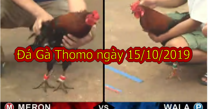 Đá Gà Trực Tiếp Thomo thứ 3 ngày 15/10/2019