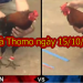 Đá Gà Trực Tiếp Thomo thứ 3 ngày 15/10/2019