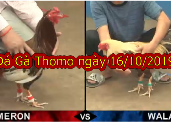 Trực tiếp đá gà Thomo thứ 4 ngày 16/10/2019
