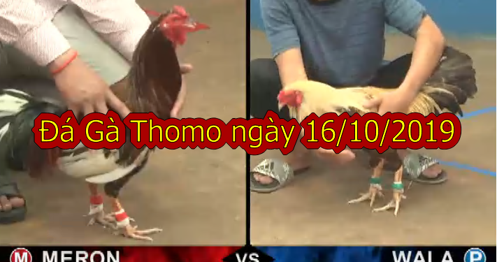 Trực tiếp đá gà Thomo thứ 4 ngày 16/10/2019