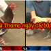 Trực tiếp đá gà Thomo thứ 4 ngày 16/10/2019