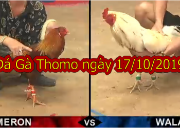 Xem đá gà trực tiếp (MỚI NHẤT) ngày 17/10/2019