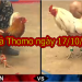 Xem đá gà trực tiếp (MỚI NHẤT) ngày 17/10/2019