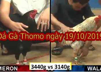 Coi Đá Gà Thomo Campuchia, thứ 7 ngày 19/10/2019