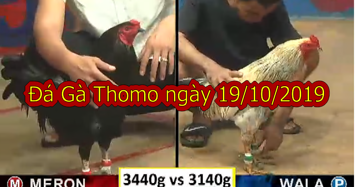 Coi Đá Gà Thomo Campuchia, thứ 7 ngày 19/10/2019