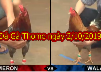 Xem trực tiếp Đá Gà Thomo ngày 2/10/2019