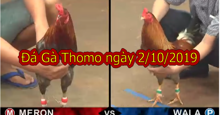 Xem trực tiếp Đá Gà Thomo ngày 2/10/2019
