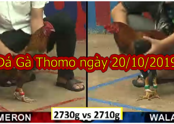 [TRỰC TIẾP] Đá Gà Campuchia CỰC HAY ngày 20/10/2019