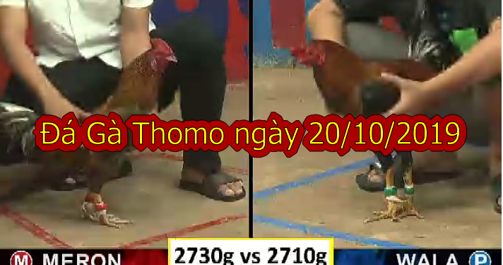 [TRỰC TIẾP] Đá Gà Campuchia CỰC HAY ngày 20/10/2019