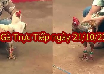 Trực tiếp đá gà Casino, thứ 2 ngày 21/10/2019