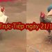 Trực tiếp đá gà Casino, thứ 2 ngày 21/10/2019