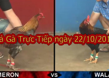 Xem Đá Gà Campuchia Hôm Nay thứ 3 ngày 22/10/2019