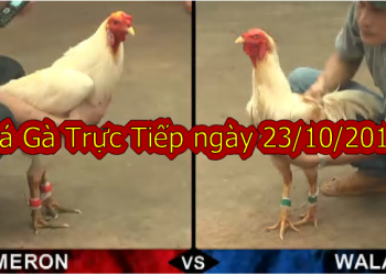 Đá gà trực tiếp Hôm Nay thứ 4 ngày 23/10/2019
