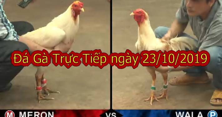 Đá gà trực tiếp Hôm Nay thứ 4 ngày 23/10/2019