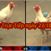 Đá gà trực tiếp Hôm Nay thứ 4 ngày 23/10/2019