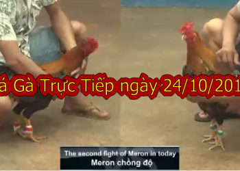 Xem đá gà Casino Thomo thứ 5 ngày 24/10/2019