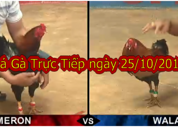 Coi đá gà Campuchia CỰC HAY thứ 6 ngày 25/10/2019