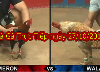 Đá gà Thomo TRỰC TIẾP ngày 27/10/2019
