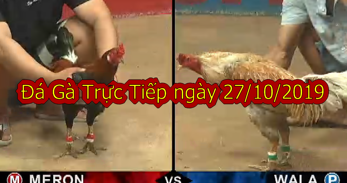 Đá gà Thomo TRỰC TIẾP ngày 27/10/2019