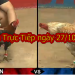 Đá gà Thomo TRỰC TIẾP ngày 27/10/2019