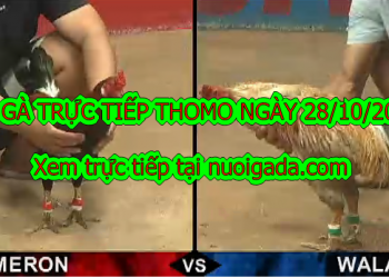 Đá gà trực tiếp 67 thứ 2 ngày 28/10/2019