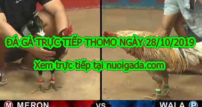 Đá gà trực tiếp 67 thứ 2 ngày 28/10/2019