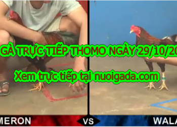 TRỰC TIẾP Đá Gà Campuchia thứ 3 ngày 29/10/2019