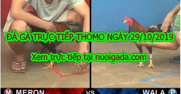TRỰC TIẾP Đá Gà Campuchia thứ 3 ngày 29/10/2019
