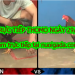 TRỰC TIẾP Đá Gà Campuchia thứ 3 ngày 29/10/2019