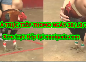 Đá gà Thomo trực tiếp hôm nay thứ 4 ngày 30/10/2019
