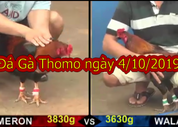 Đá Gà Campuchia MỚI NHẤT ngày 4/10/2019